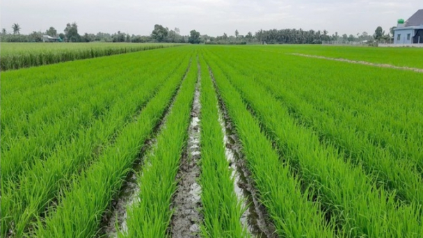 Emission-reducing rice farming increases profits and decreases greenhouse gases